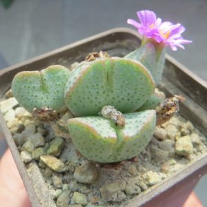 Conophytum taylorianum