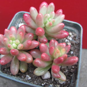 Sedum   Aurora