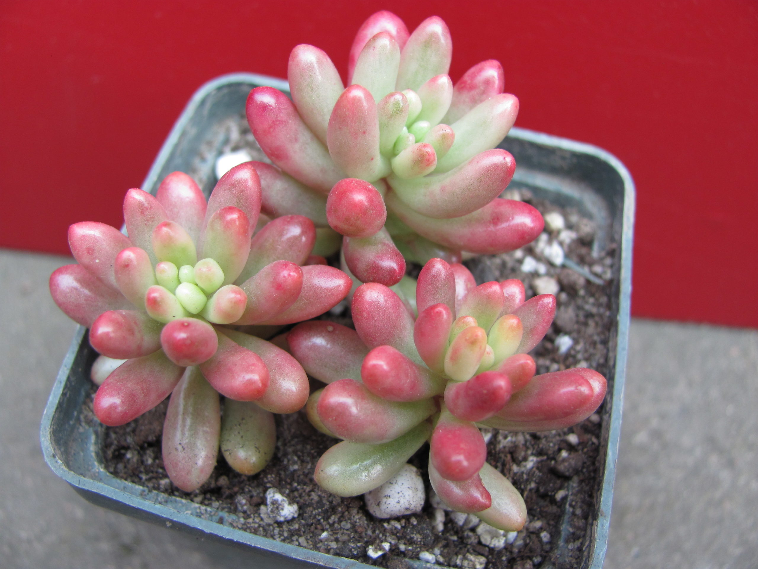 Sedum   Aurora