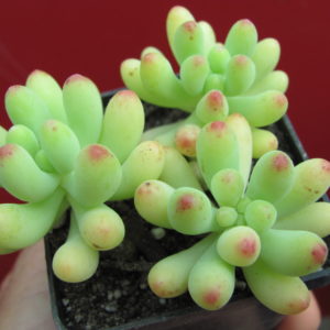 Sedum     pachyphyllum