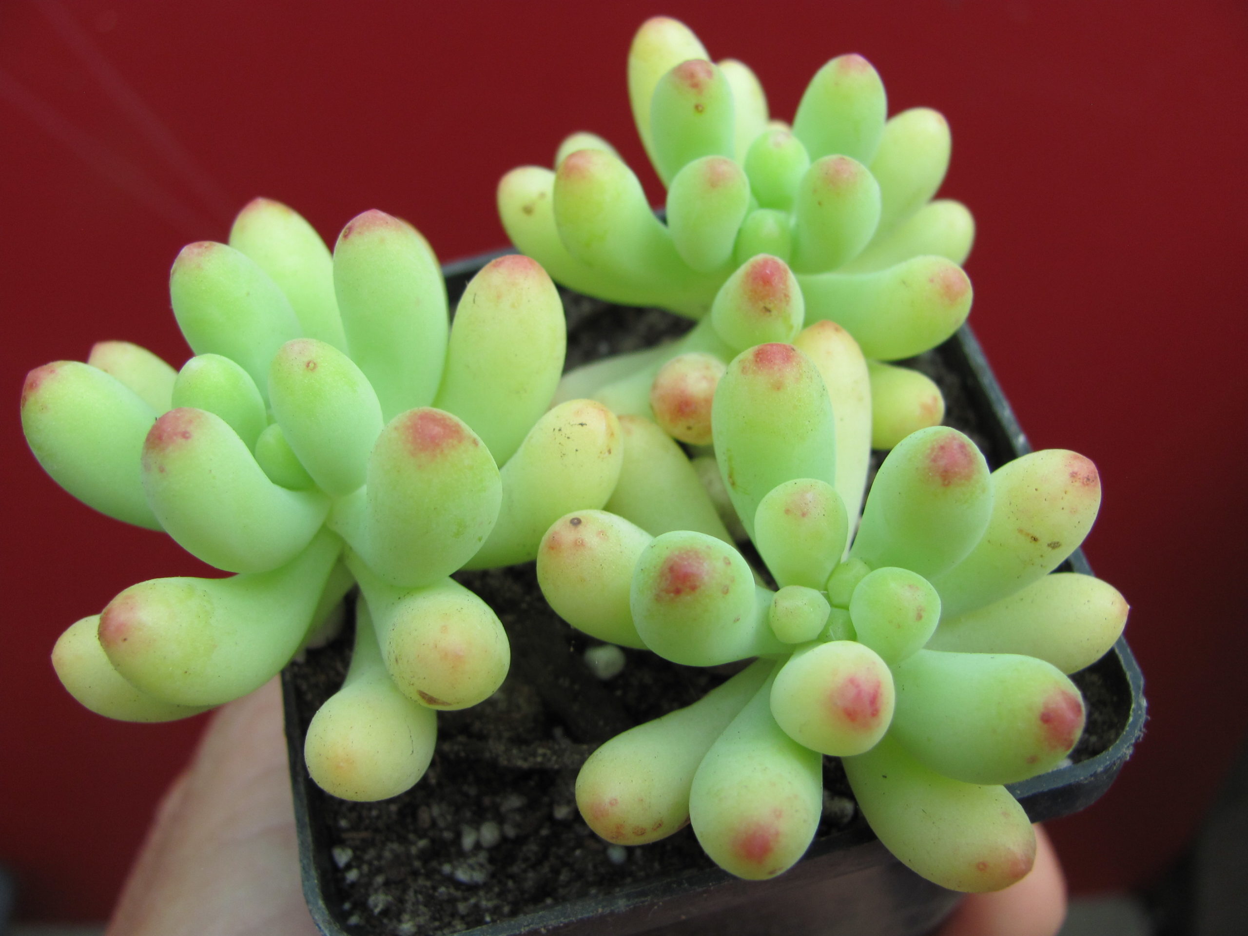 Sedum     pachyphyllum
