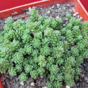 Sedum compactum