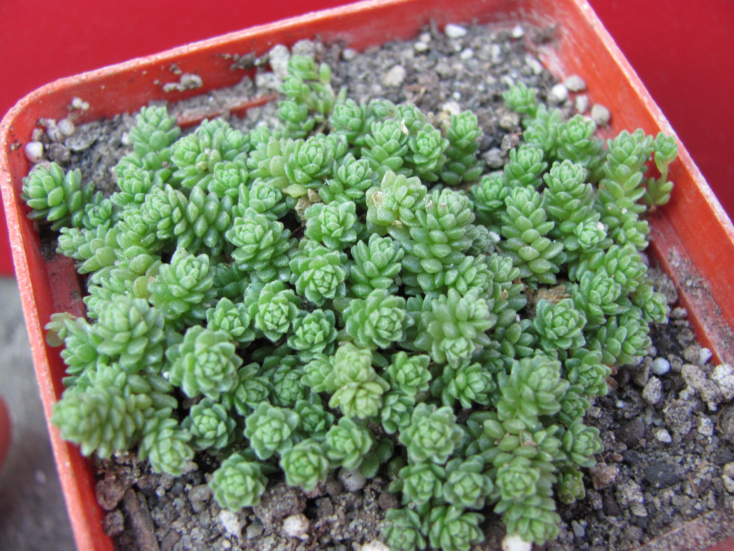 Sedum compactum