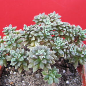 Monanthes    subcrassicaulis