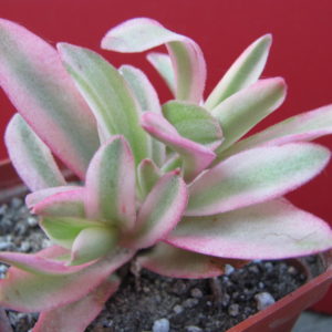 Crassula    Campfire    variegata
