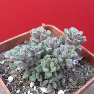 Sedum   versadense