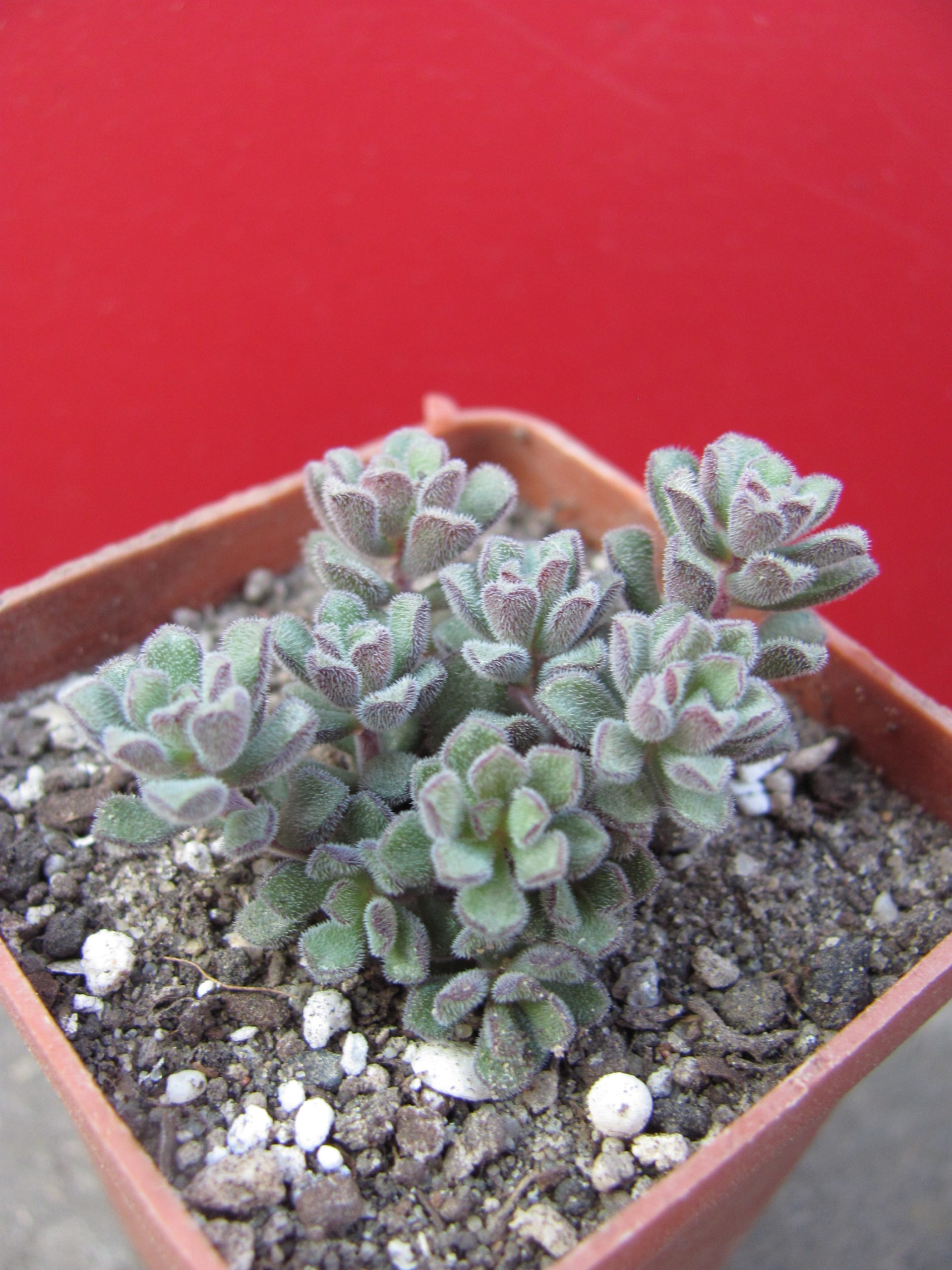 Sedum   versadense