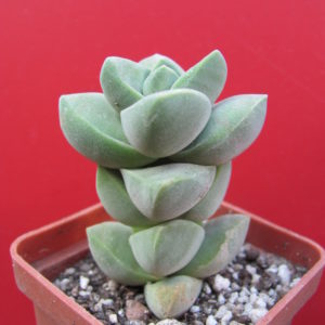 Crassula   moonglow