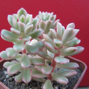 Sedum    *joyce   Tulloch*   variegata