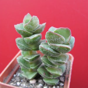 Crassula    *Jade   Tower*