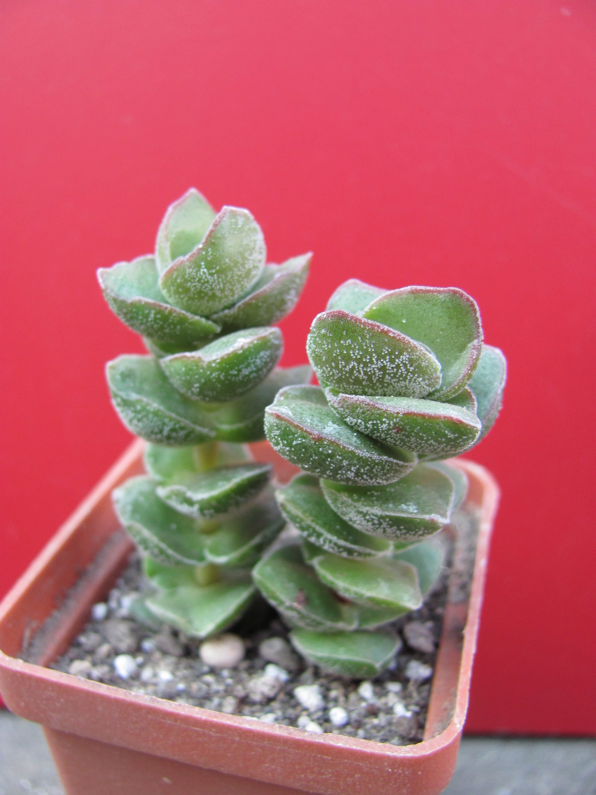 Crassula    *Jade   Tower*