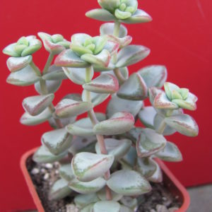 Crassula    perforata   *Aiboshi*