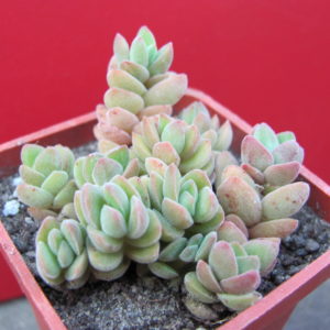 Crassula    velutina