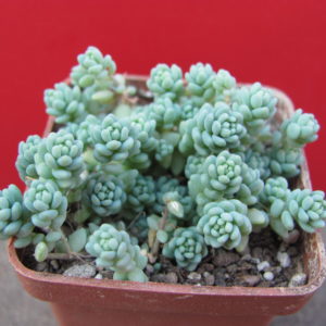 Sedum    dasyphyllum