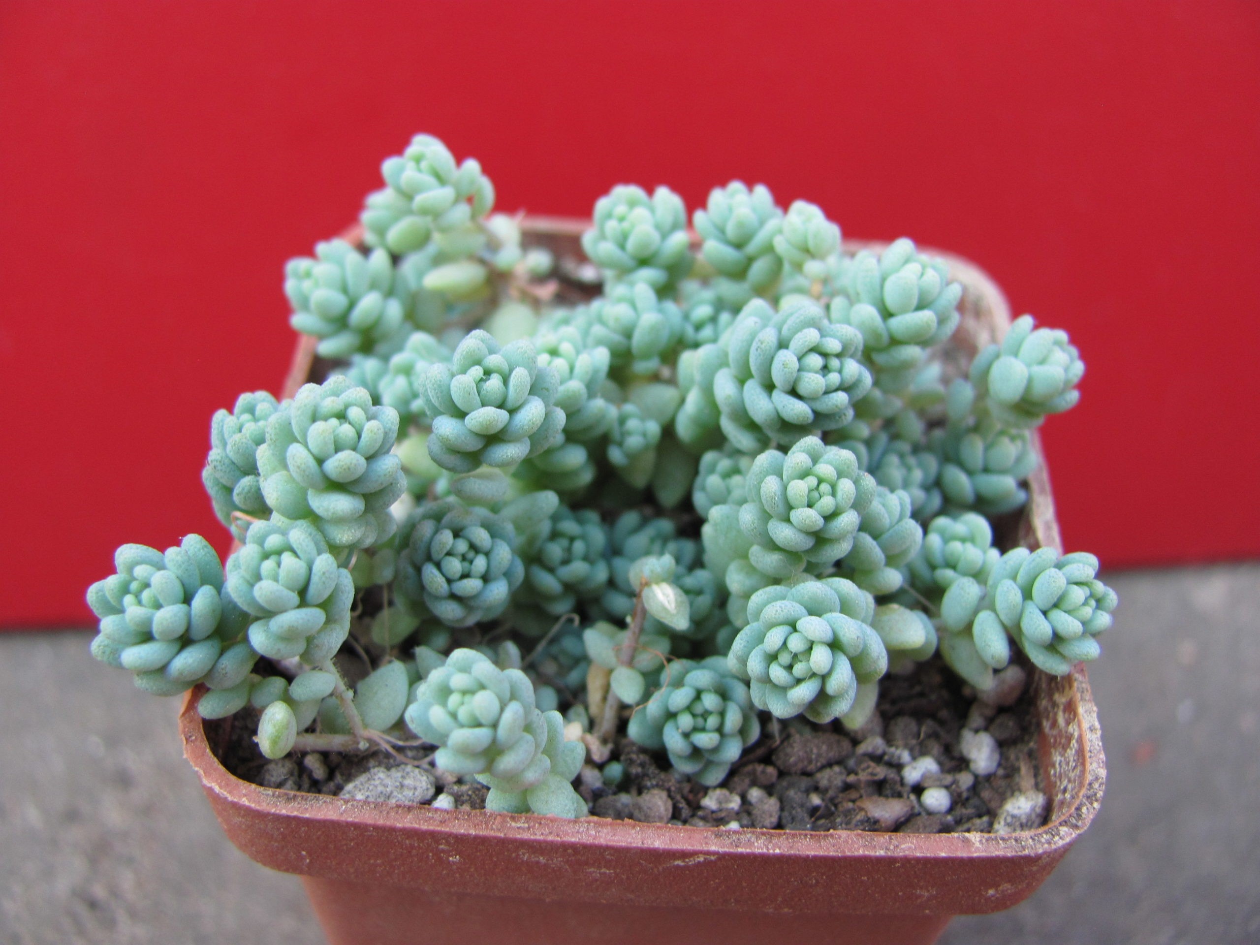 Sedum    dasyphyllum