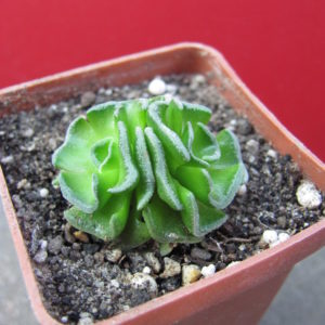Crassula    susannae