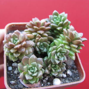 Cremnosedum     *Little   Gem*