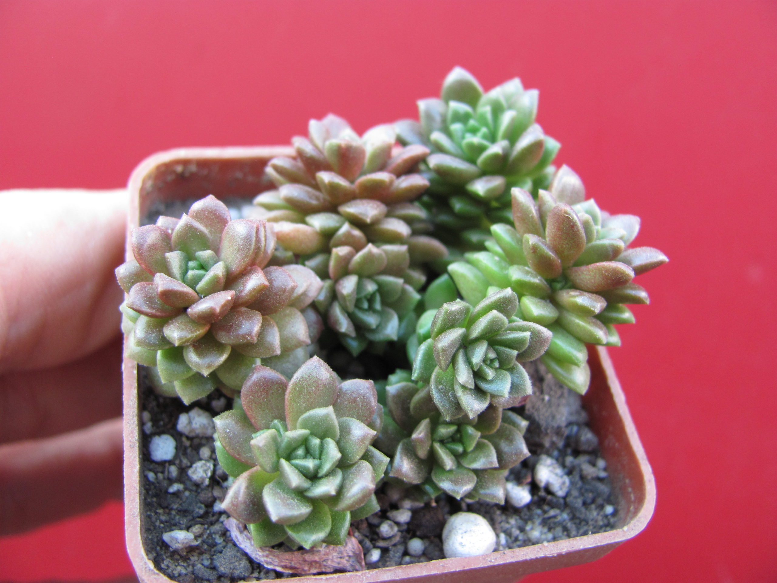Cremnosedum     *Little   Gem*