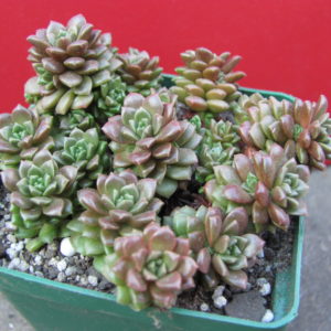 Cremnosedum      *little   Gem*