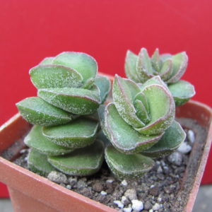 Crassula    *Jade   Tower*     3 разом