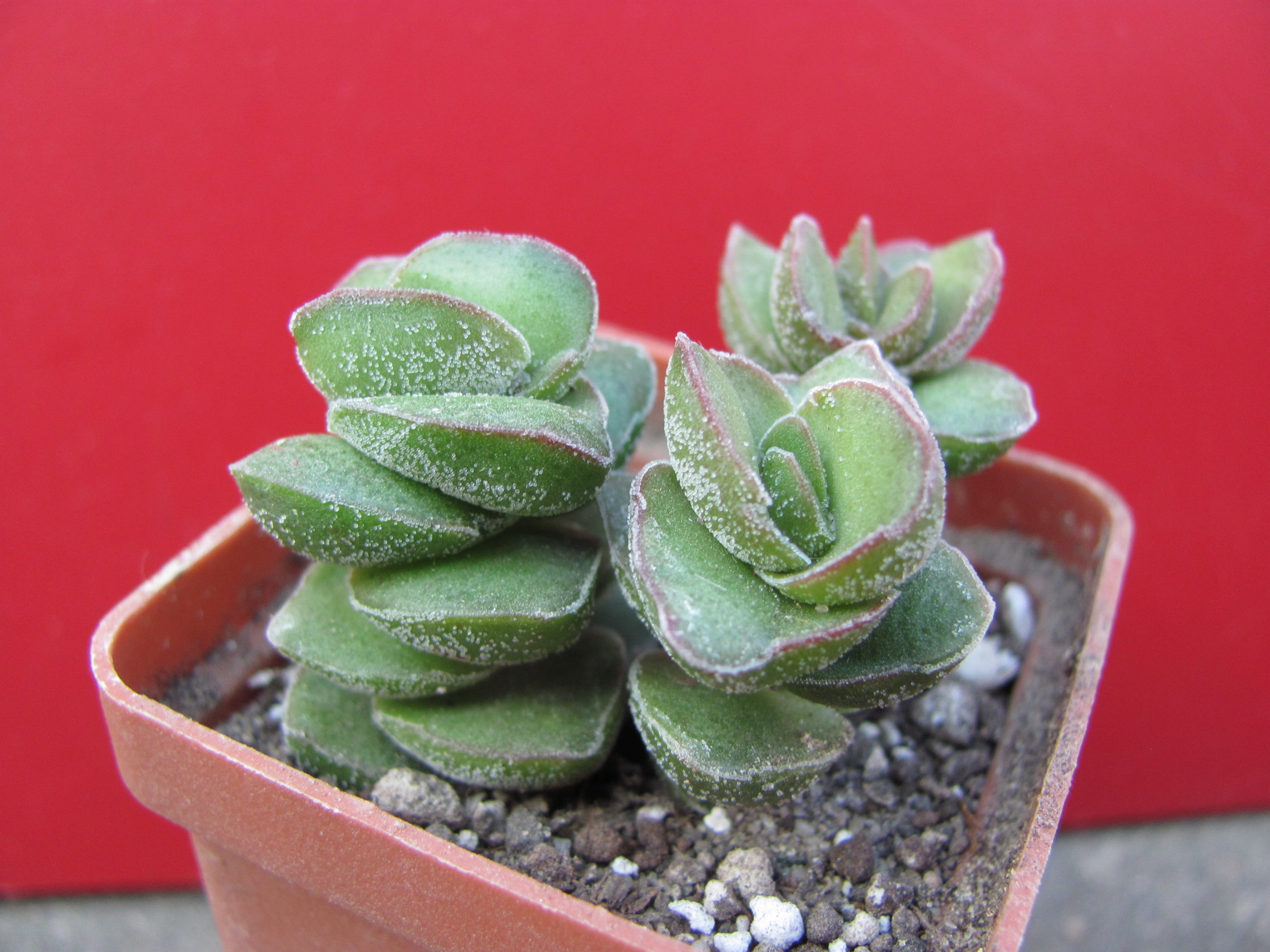 Crassula    *Jade   Tower*     3 разом