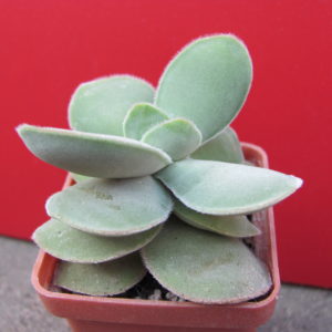 Crassula    cotyledonis