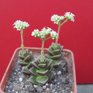 Crassula  hybr.