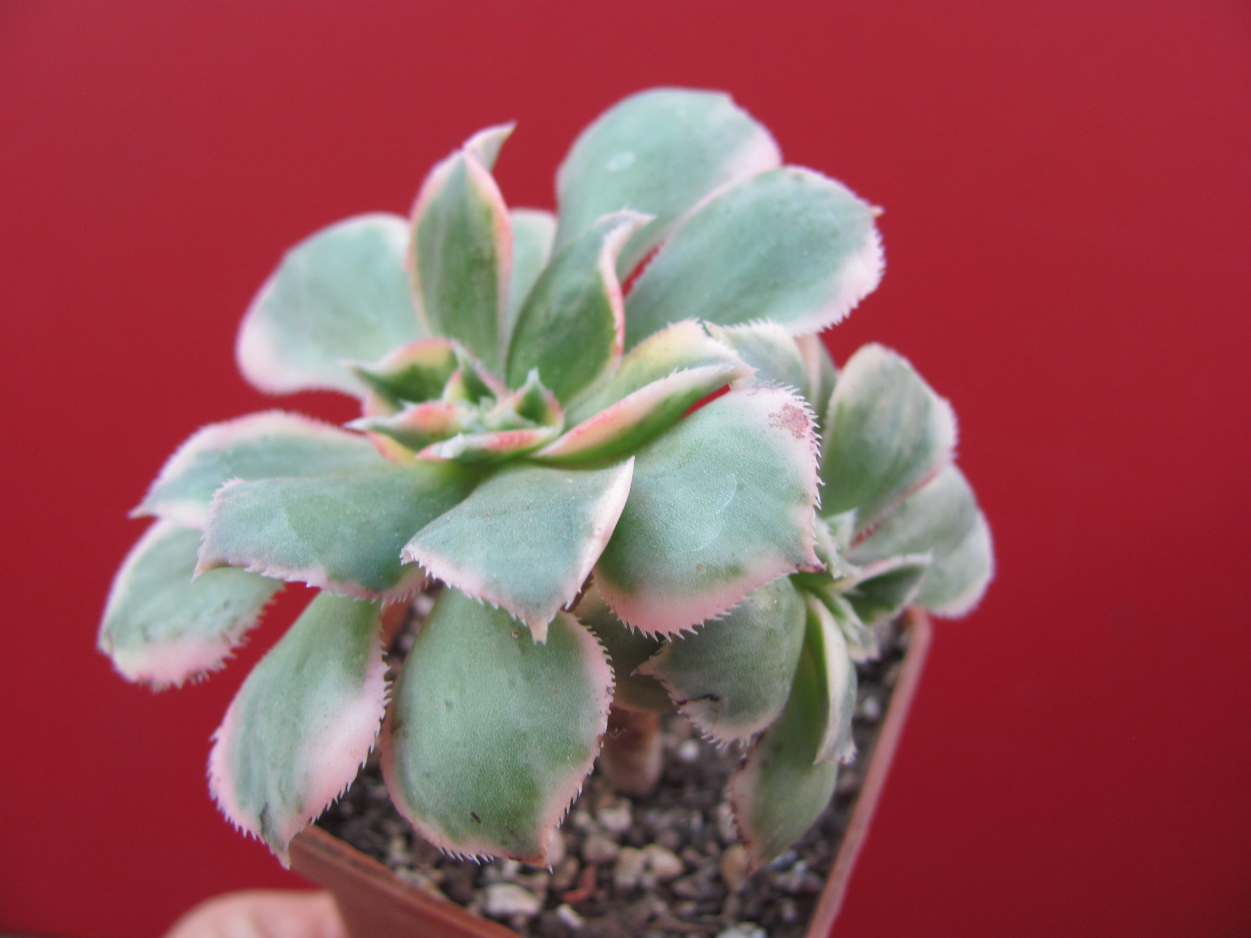 Aeonium    Sunburst      variegata   cristata
