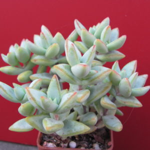 Crassula    perforata