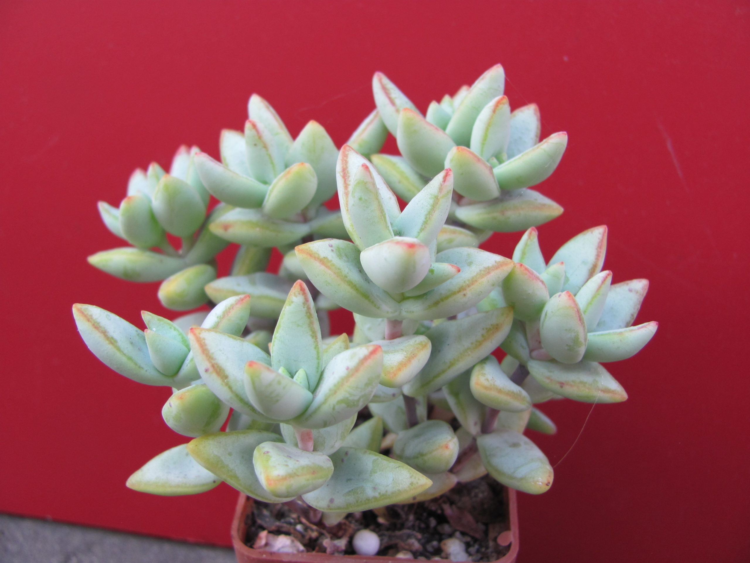 Crassula    perforata