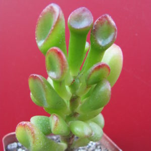 Crassula   ovata   Gollum