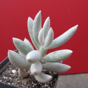 Senecio   haworthioides