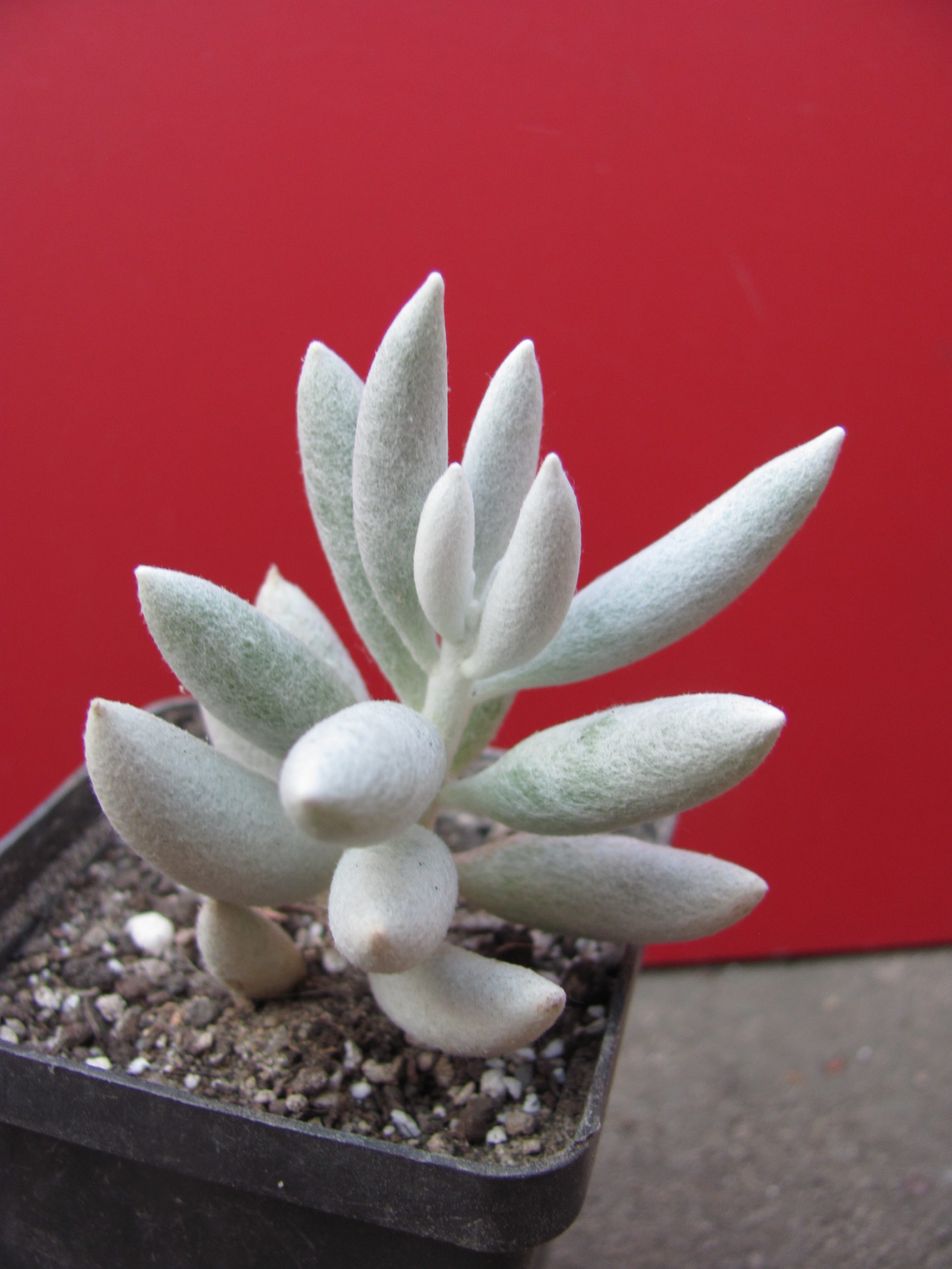 Senecio   haworthioides