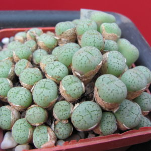 Conophytum     uviforme