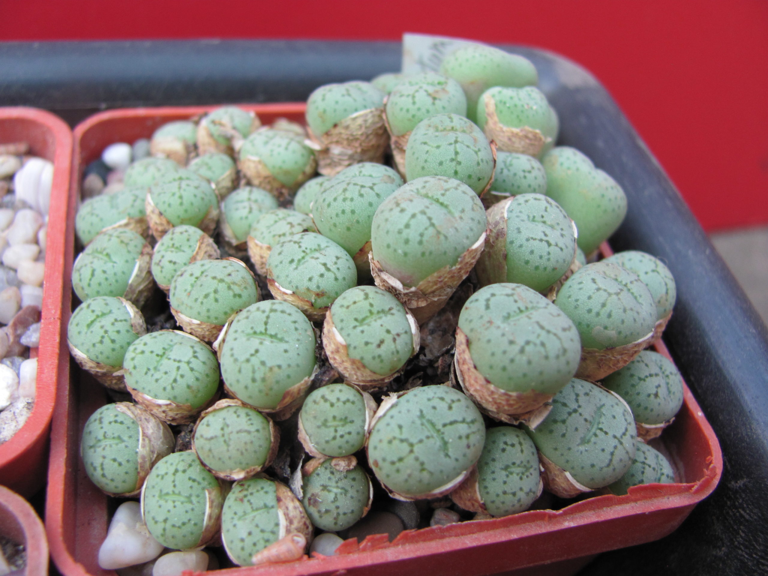 Conophytum     uviforme
