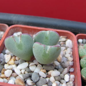 Conophytum    muscosipapellatum