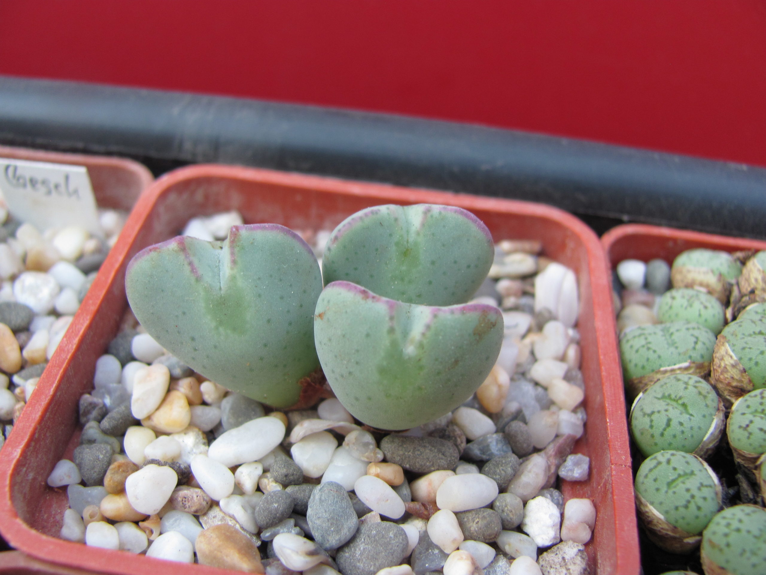 Conophytum    muscosipapellatum