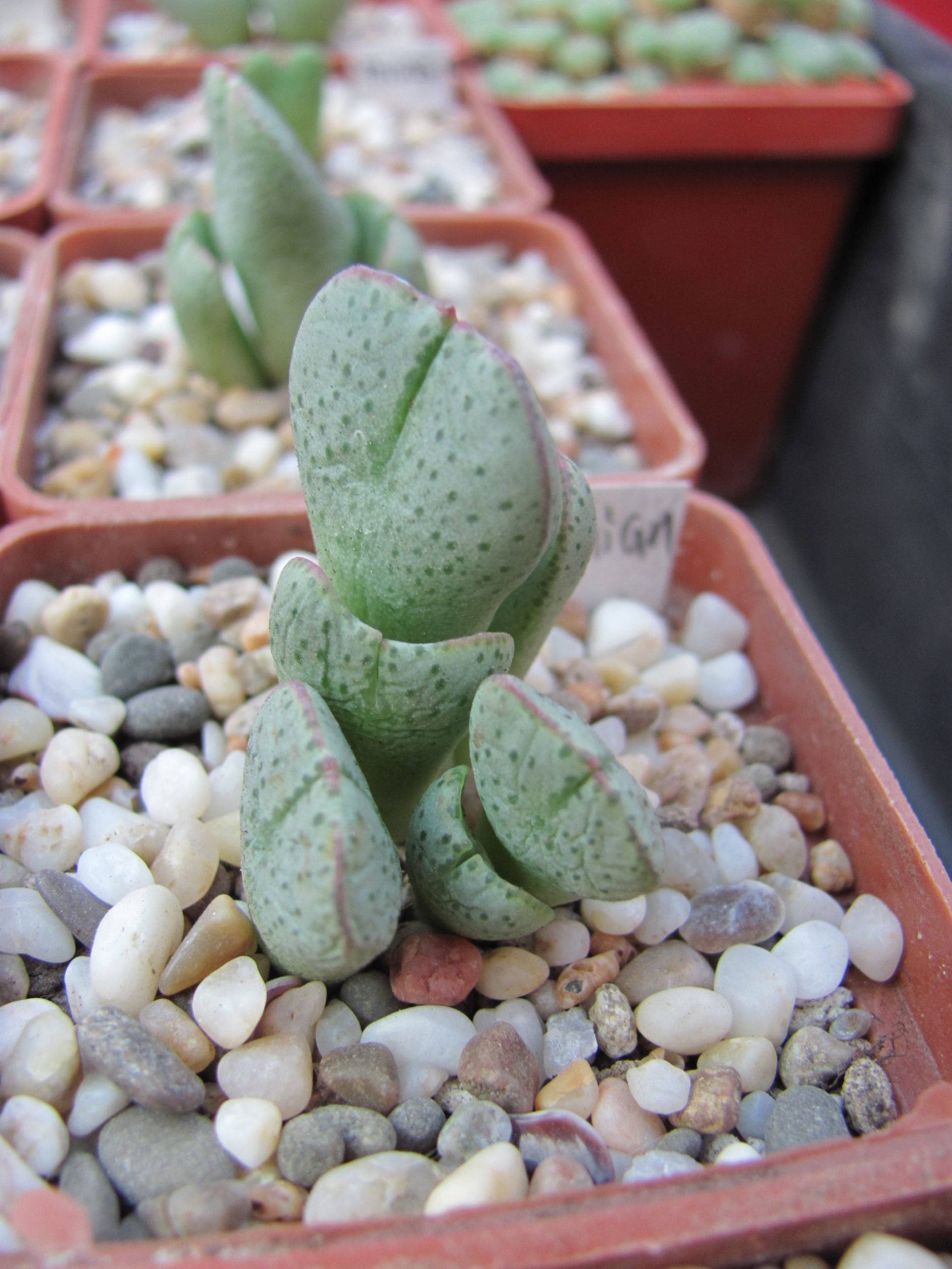 Conophytum    taylorianum   ernianum