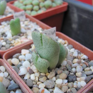 Conophytum      taylorianum   ernianum
