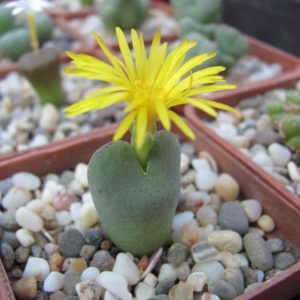 Conophytum