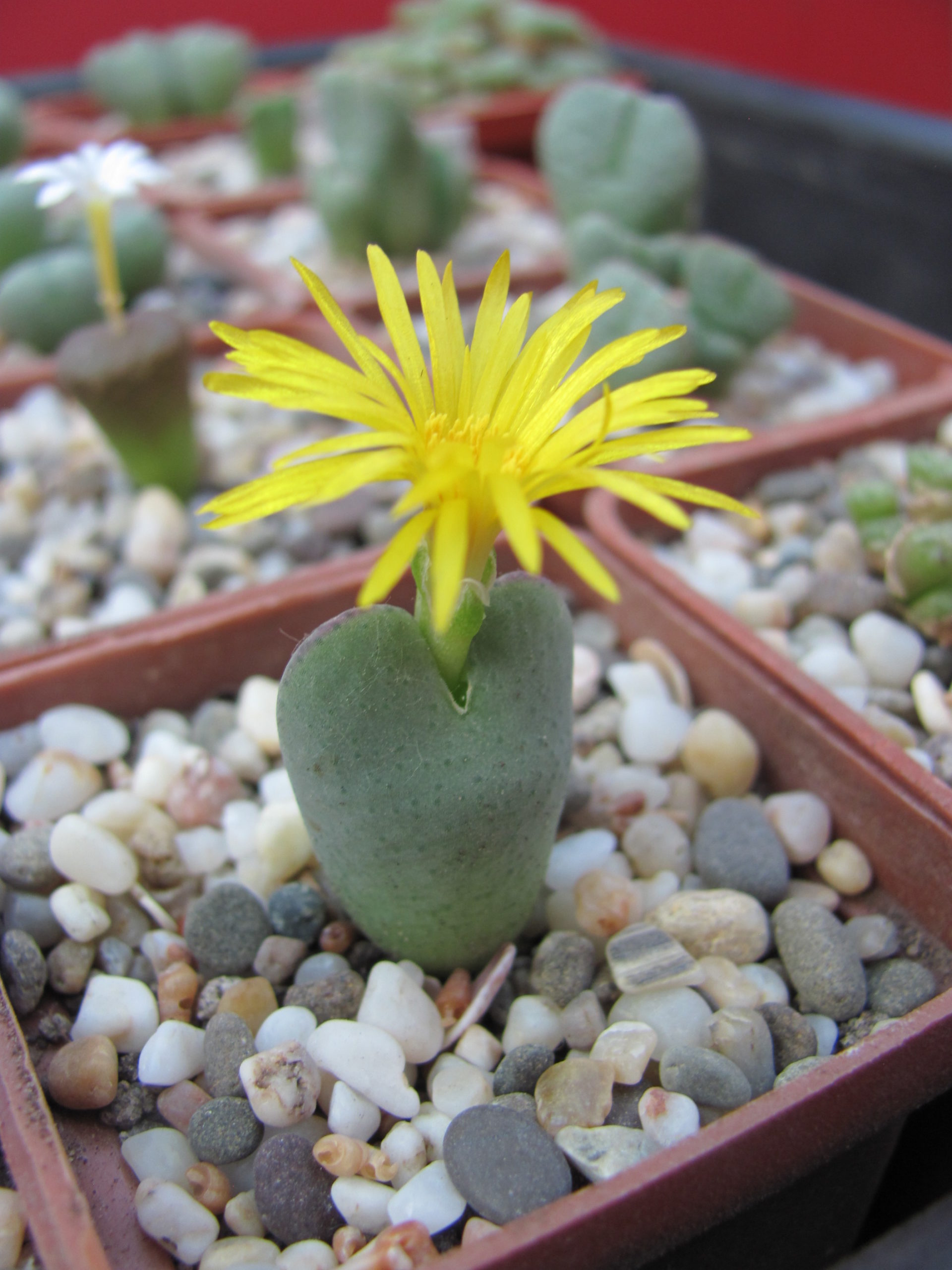 Conophytum