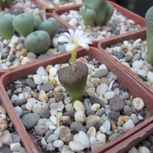 Conophytum   obcordellum   cupreatum