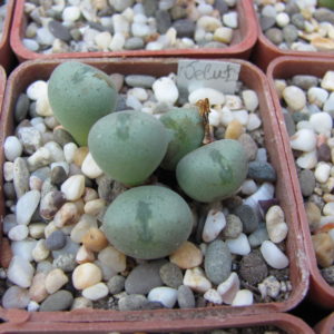 Conophytum     velutinum