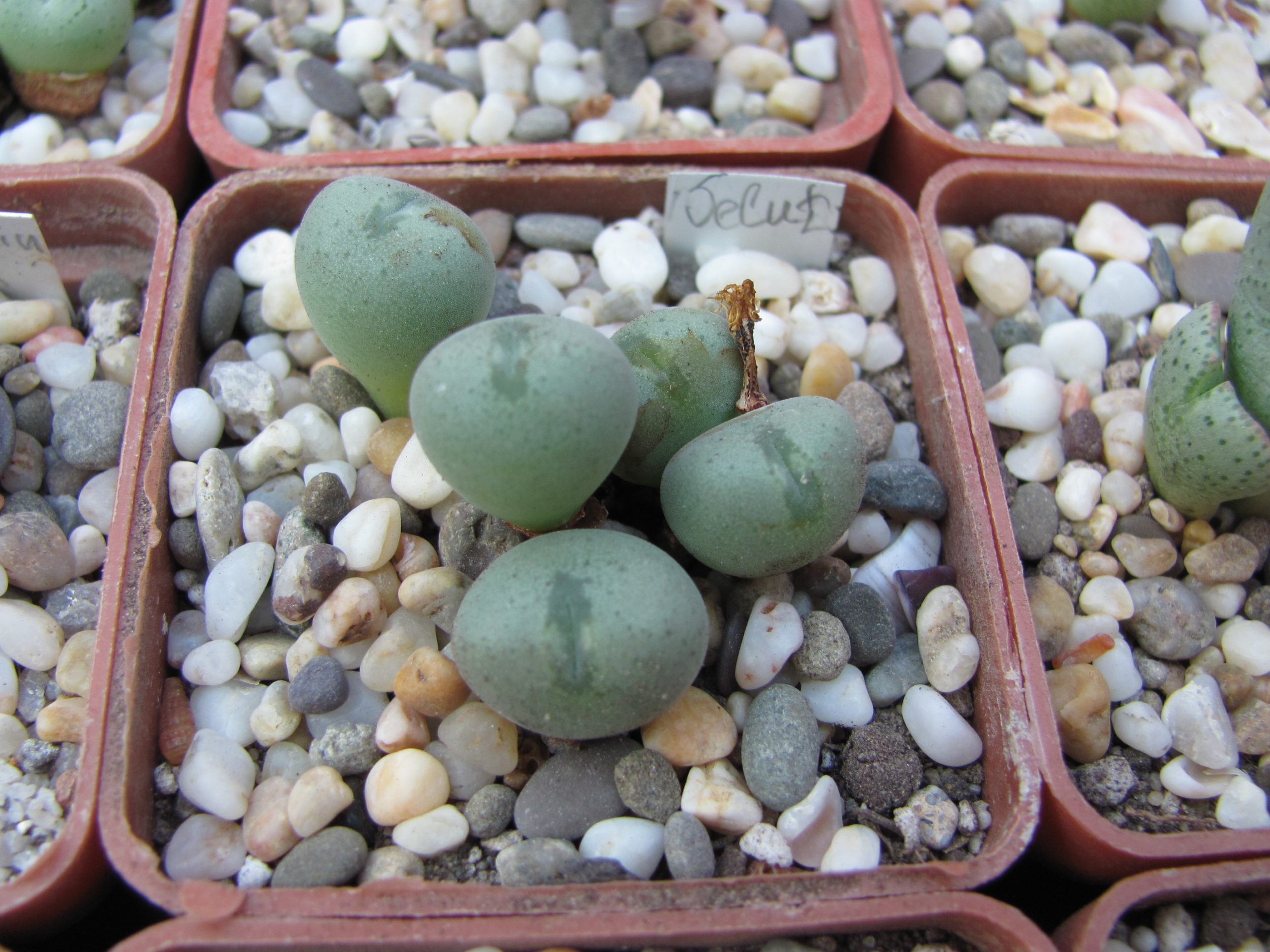 Conophytum     velutinum