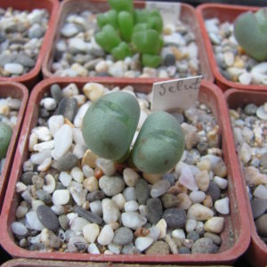 Conophytum    velutinum