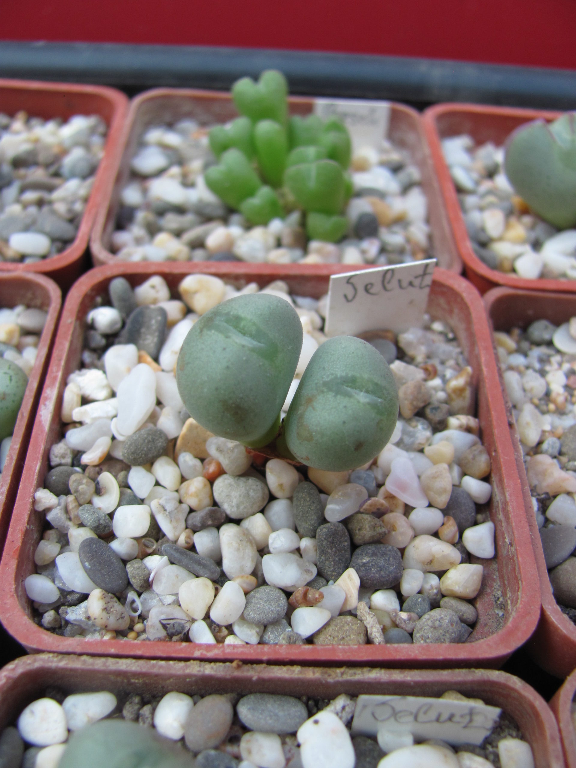 Conophytum    velutinum