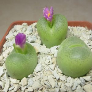 conophytum subfenestratum