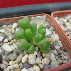 Conophytum      loeschianum