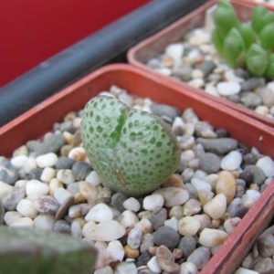 Conophytum    taylorianum