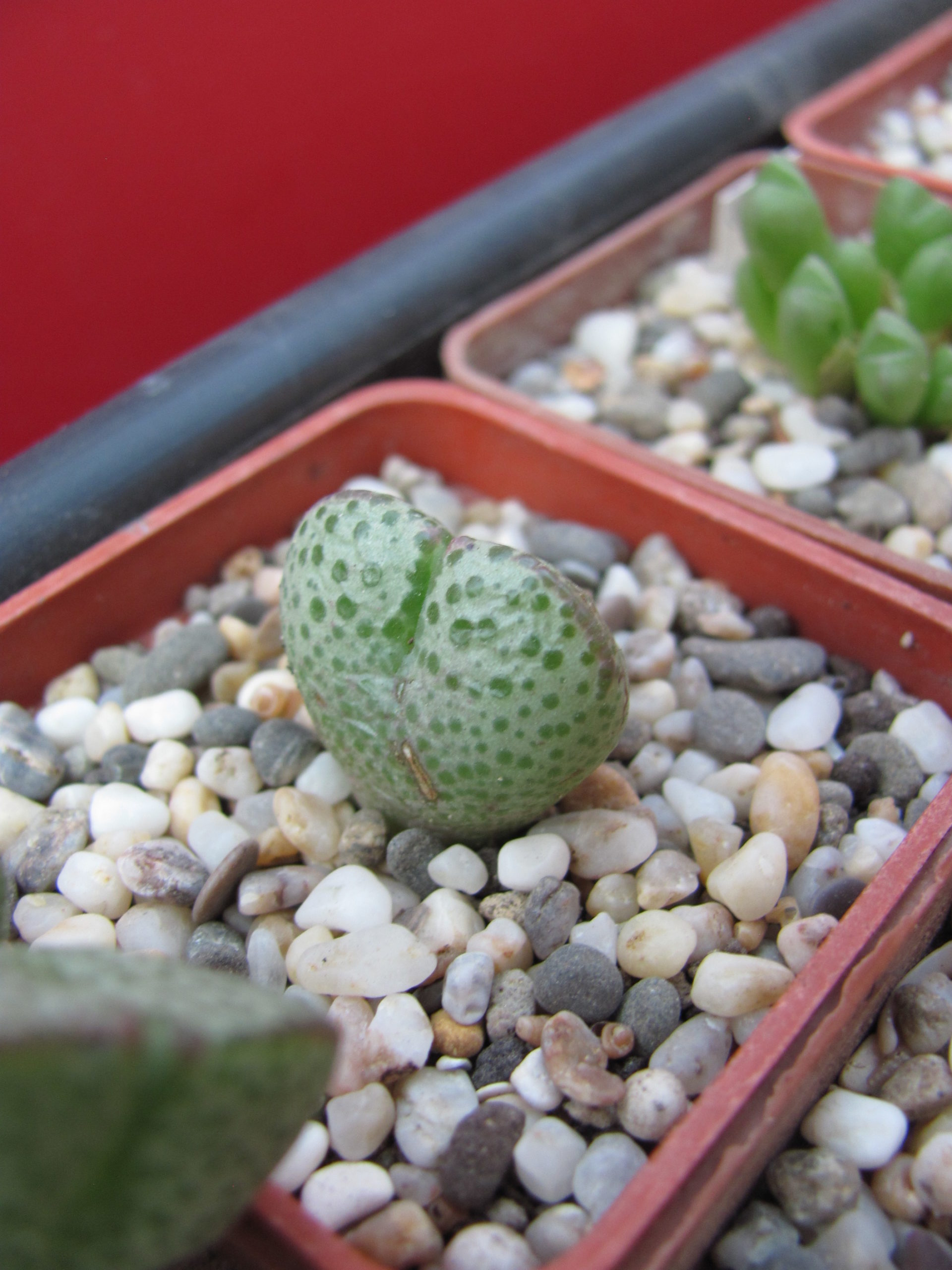 Conophytum    taylorianum